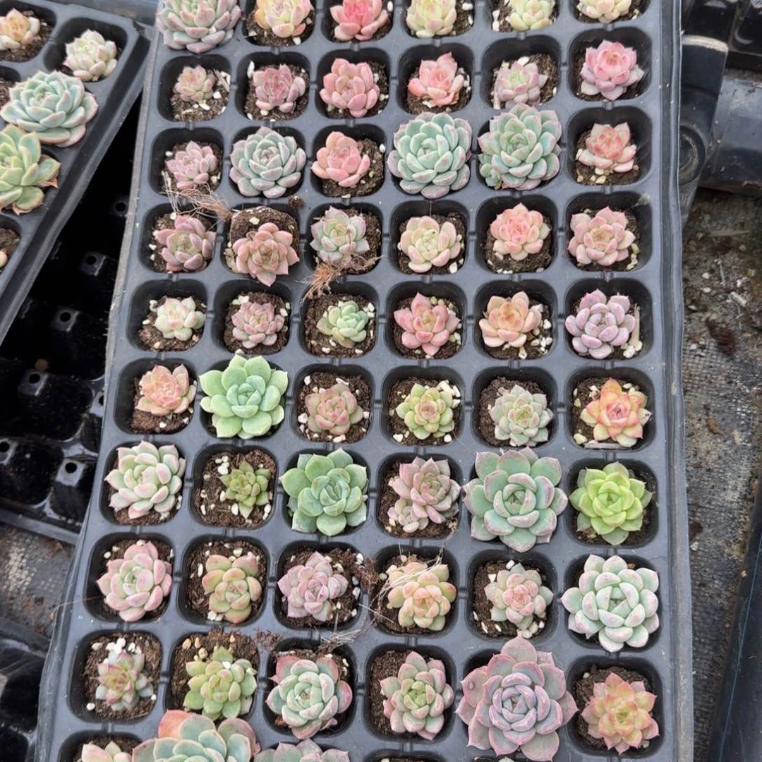 美尼体珍妮一盘量拍发货9-26左五（小慎拍）