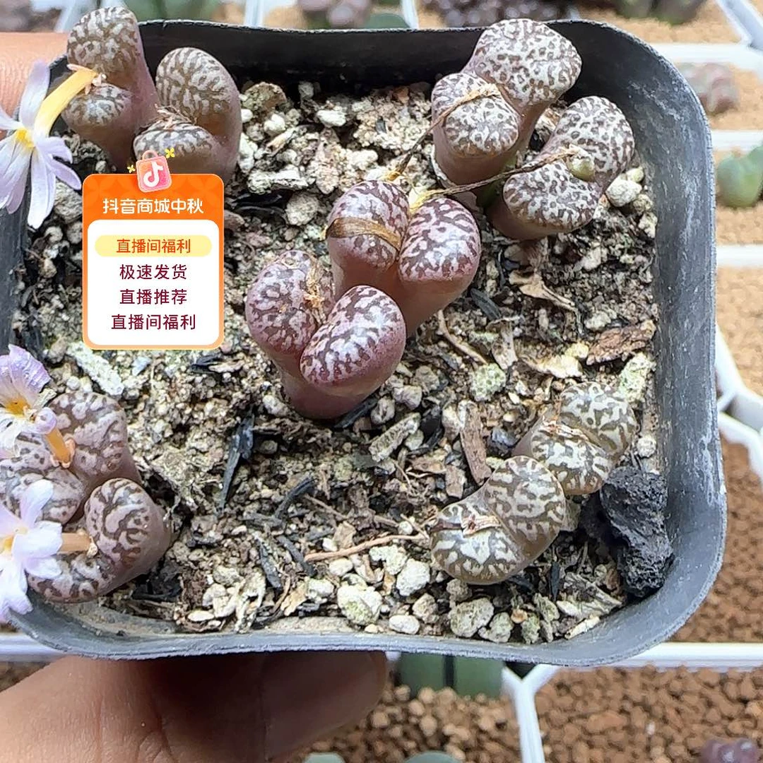 哈哈哈哈哈哈哈53452