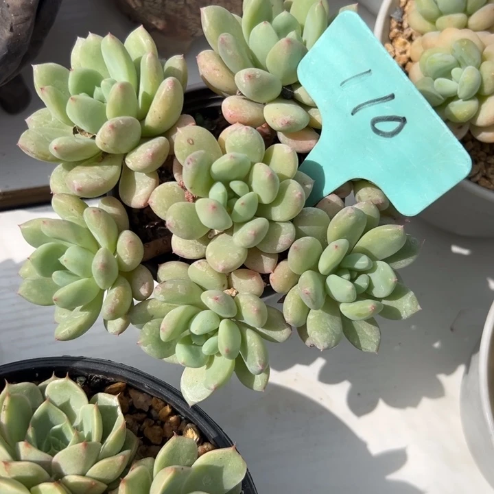无花朵芊****?多肉葡萄干和一个小