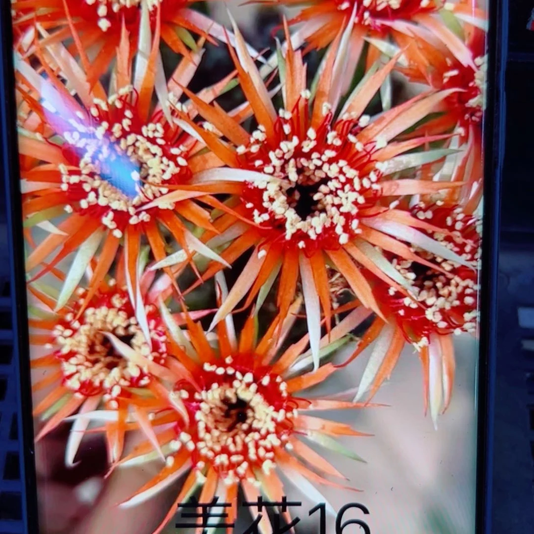 下41美花16 歪无根侧芽3公分左右20包邮