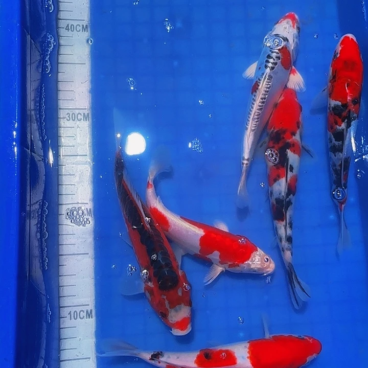 ②锦鲤活鱼红白大正三色白金黄金招财鱼好养耐活淡水冷水观赏鱼