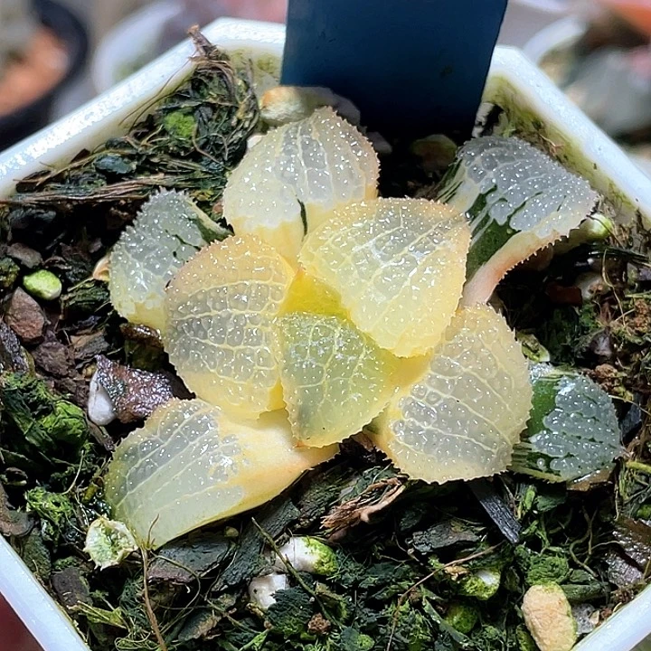 704糊斑天空之镜一物