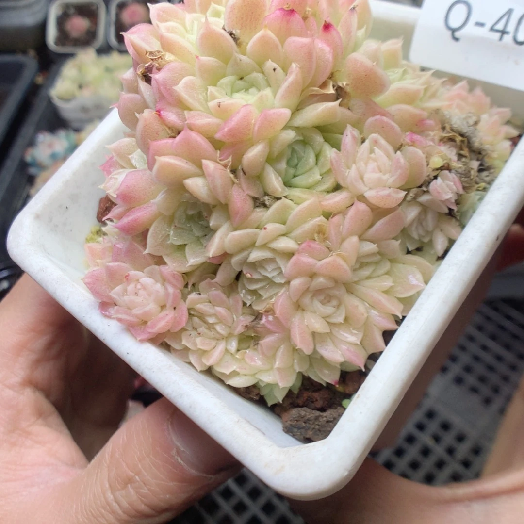 无花朵Q40。yyyyuyy