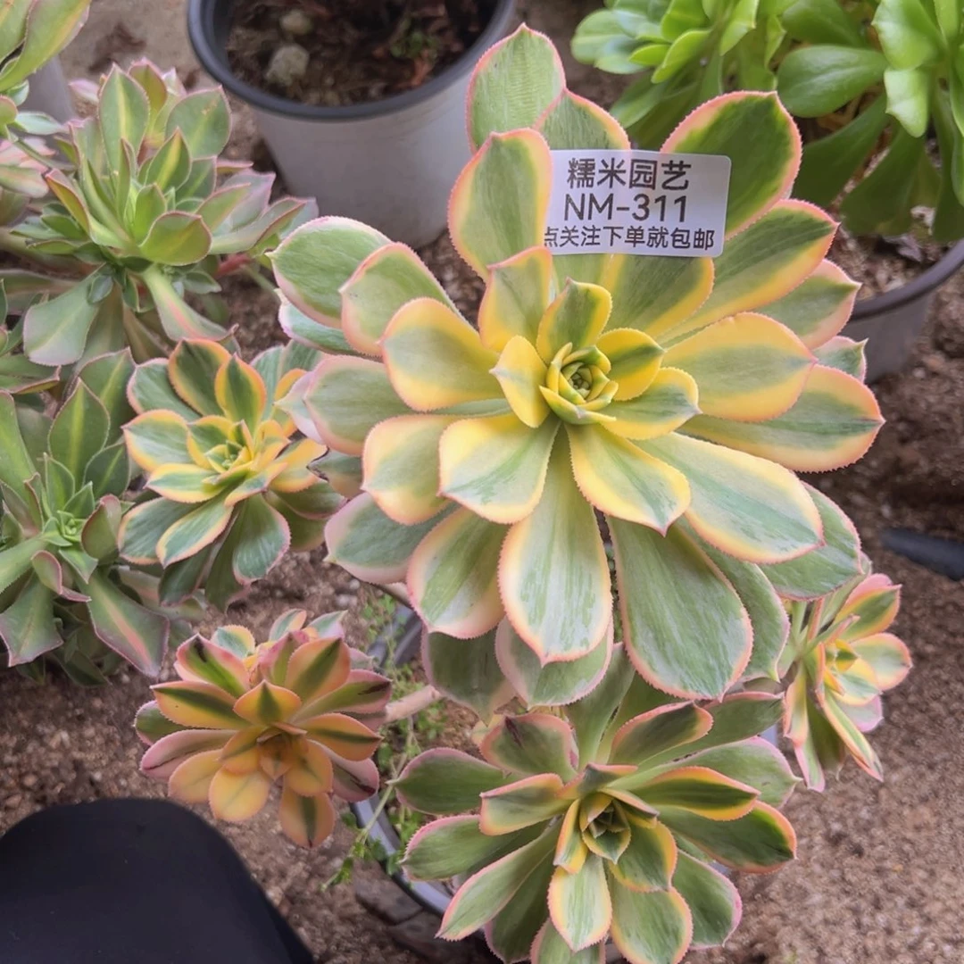 灿烂多肉植物311