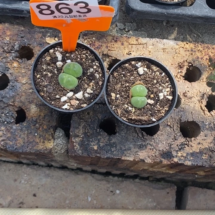 动***巴生石花等植物863