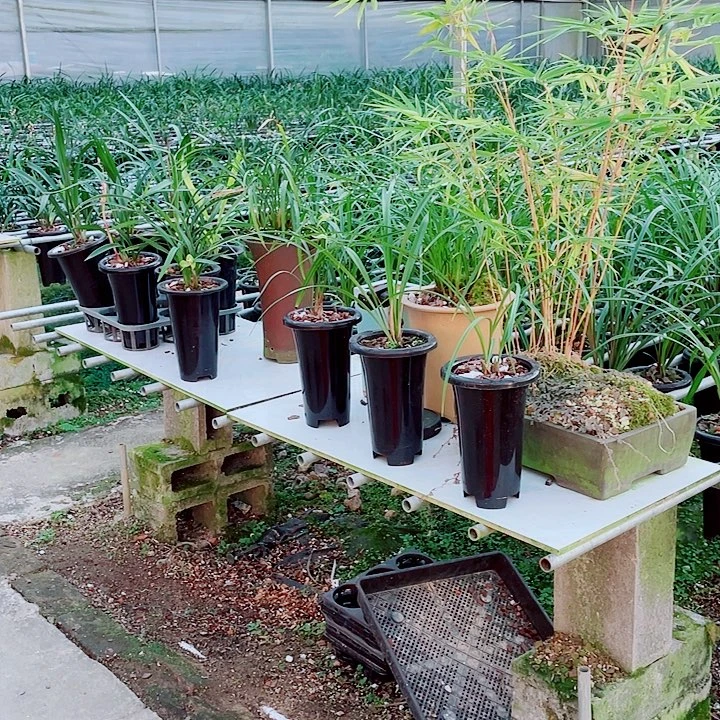 Q***.无花朵一物一漂亮