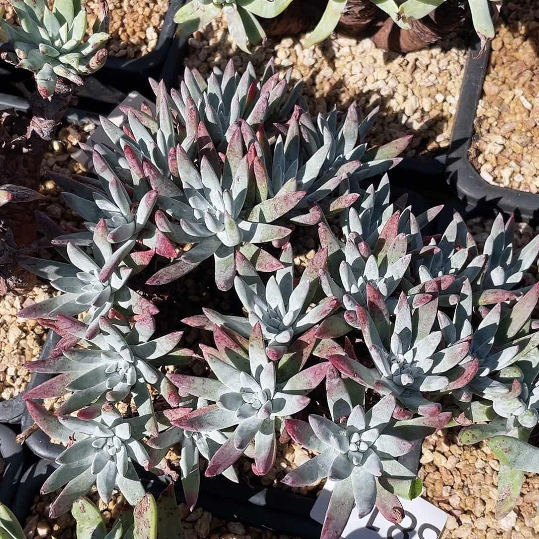 刘丹杂白菊多头8814