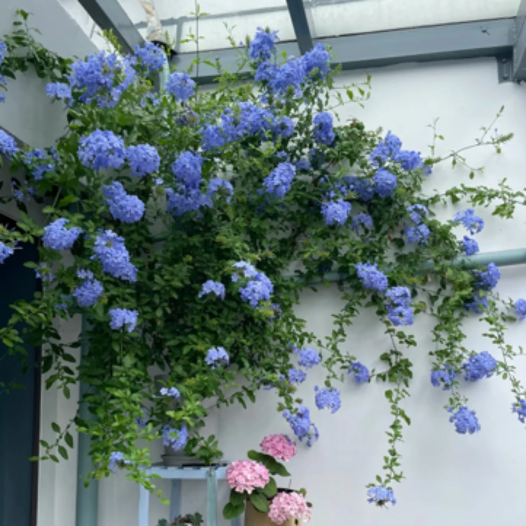 【蓝雪花棒棒糖】四季开花盆栽地栽室内室外阳台庭院栽种新手易养护