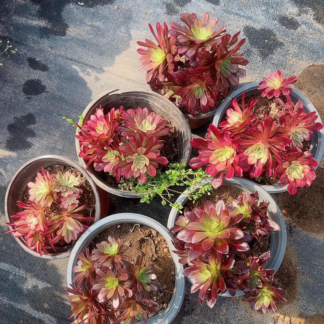 紫砂茶宠不售后6个308