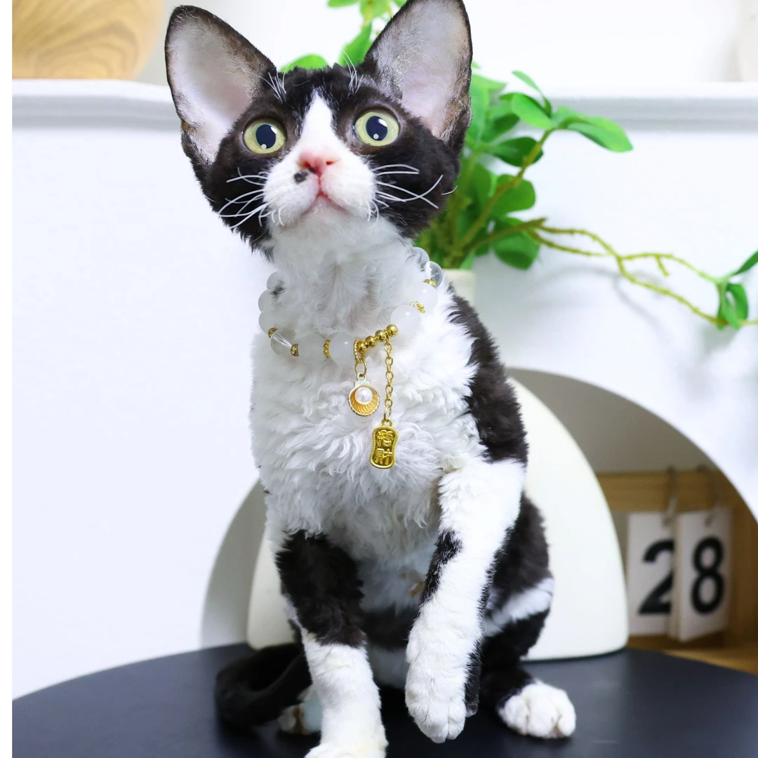 【蔚蓝】德文卷毛猫黑白开脸妹妹-米线