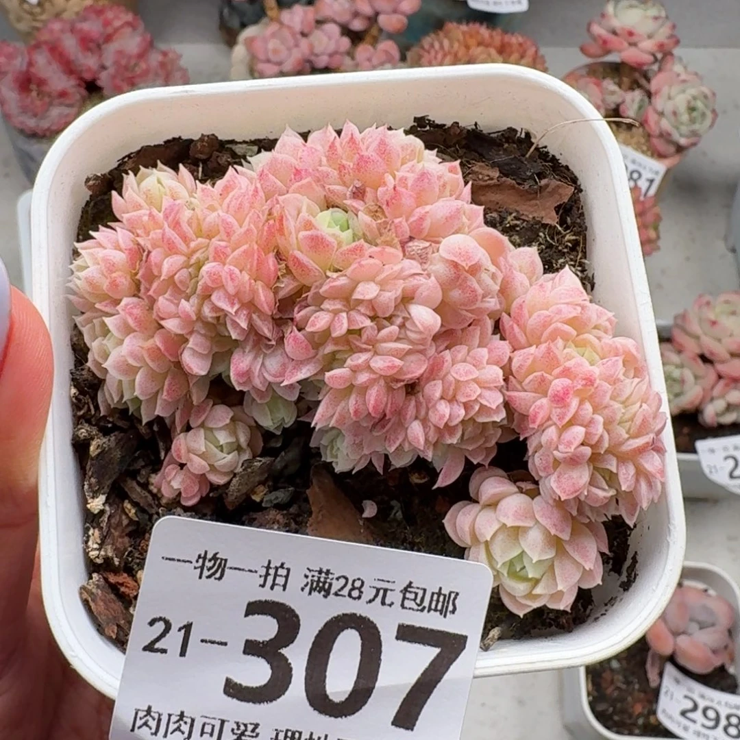 羊脂球缀化无无盆土发货