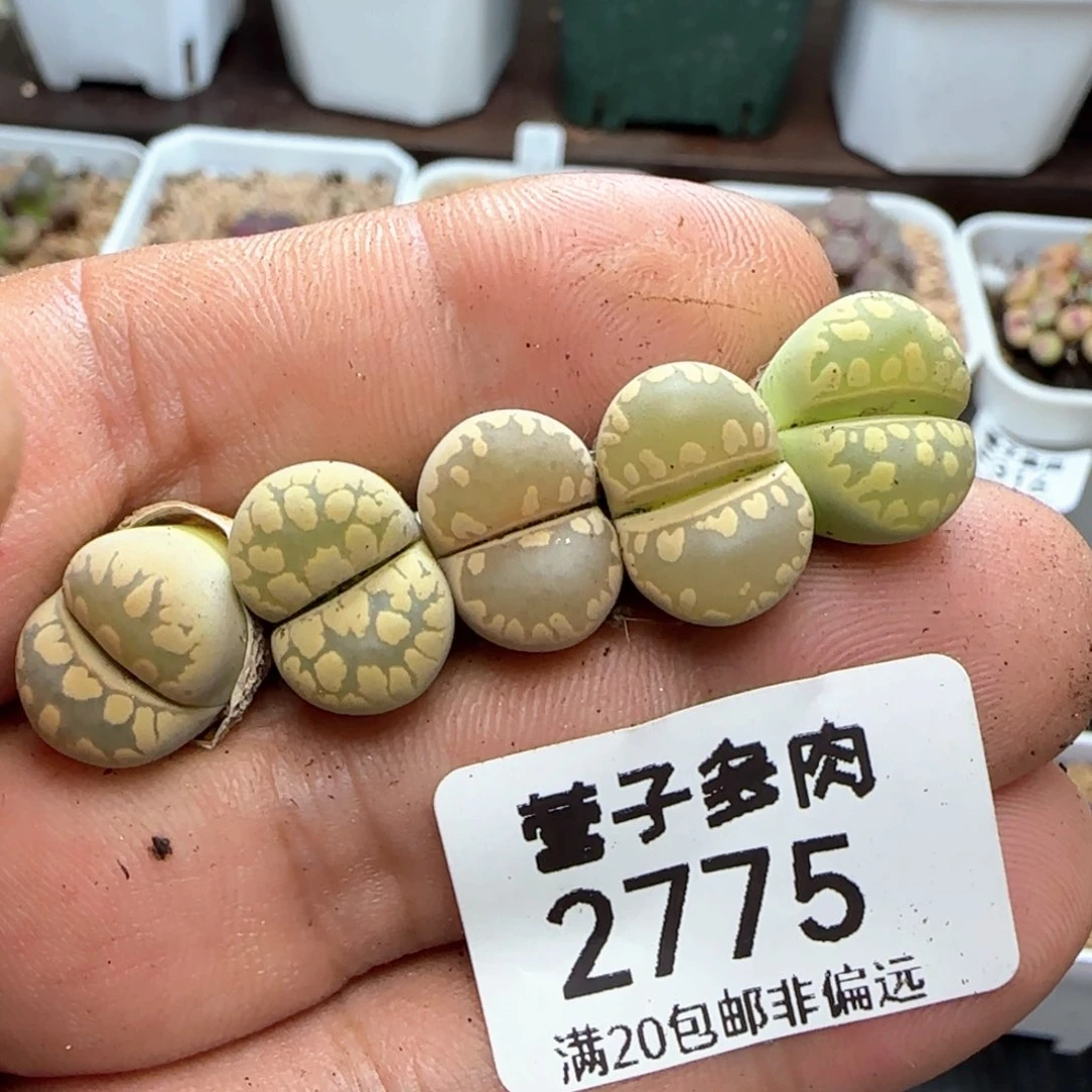 大牙。 5颗。
