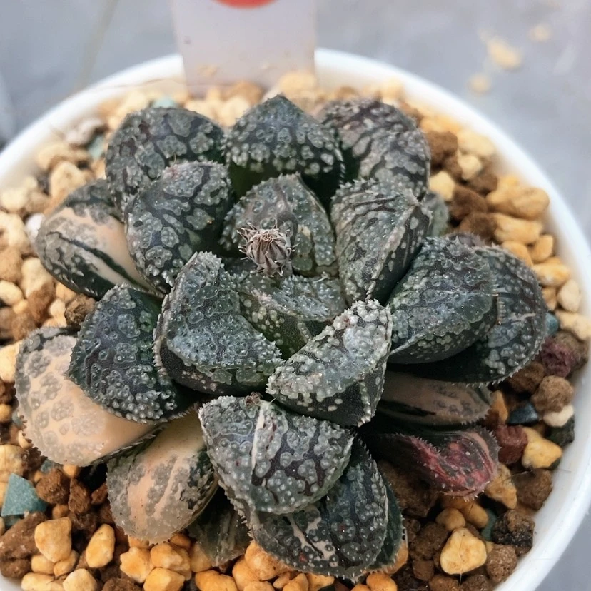 【闪购商品】摩多60