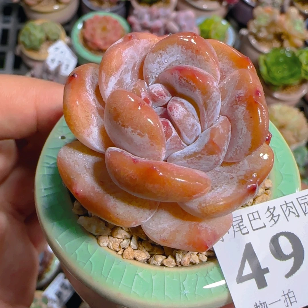 AI小尾巴5CM迷你拇指盆栽精控多肉494