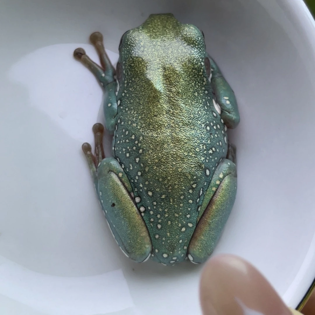 老爷树蛙澳蓝满鎏金33号