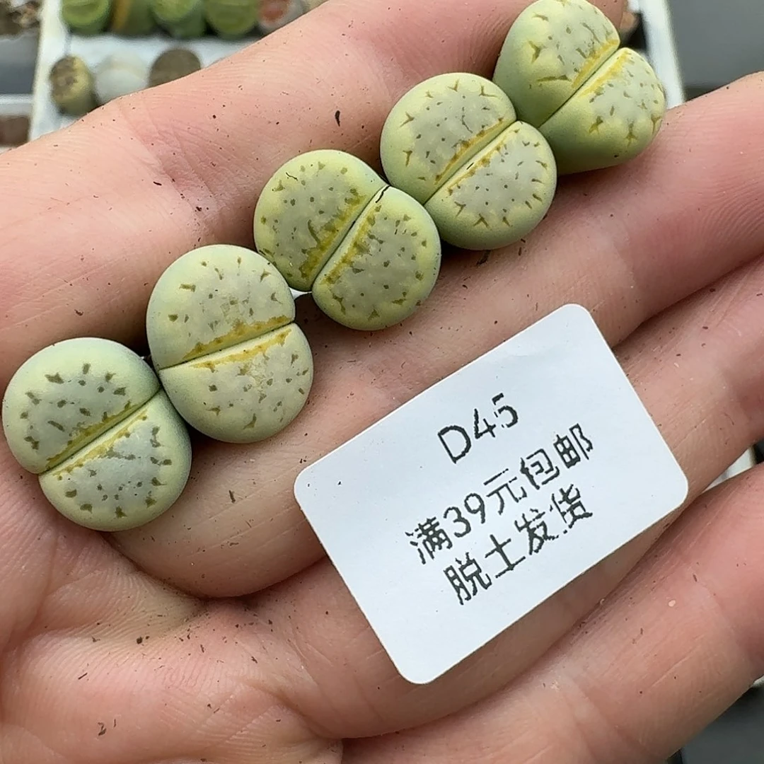 *****45多肉哈哈哈哈哈哈哈哈哈