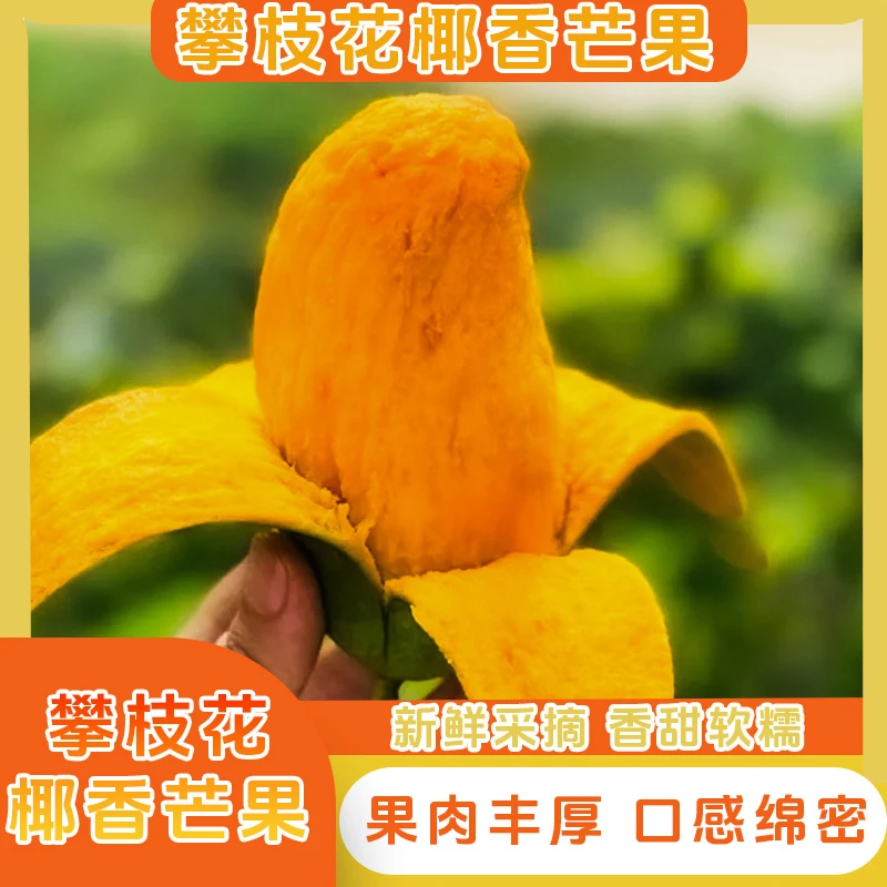 【攀枝花山地椰香芒】椰香青皮芒椰香芒新鲜大果芒果夏季水果现摘