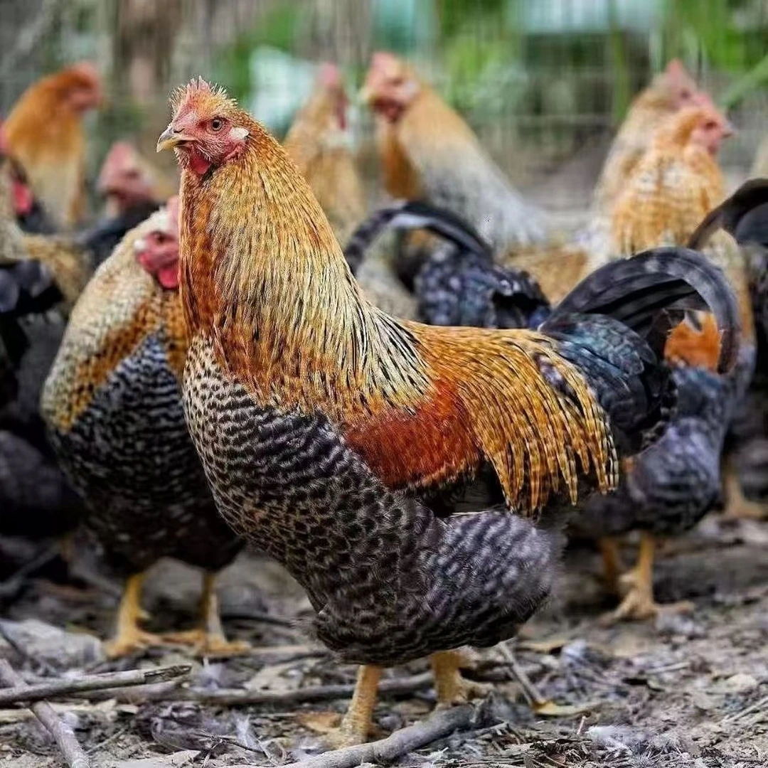 金芦花宠物鸡11只【包邮】