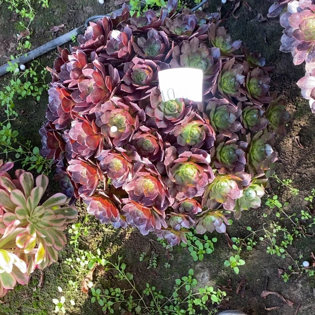 10831号万圣节多肉1颗
