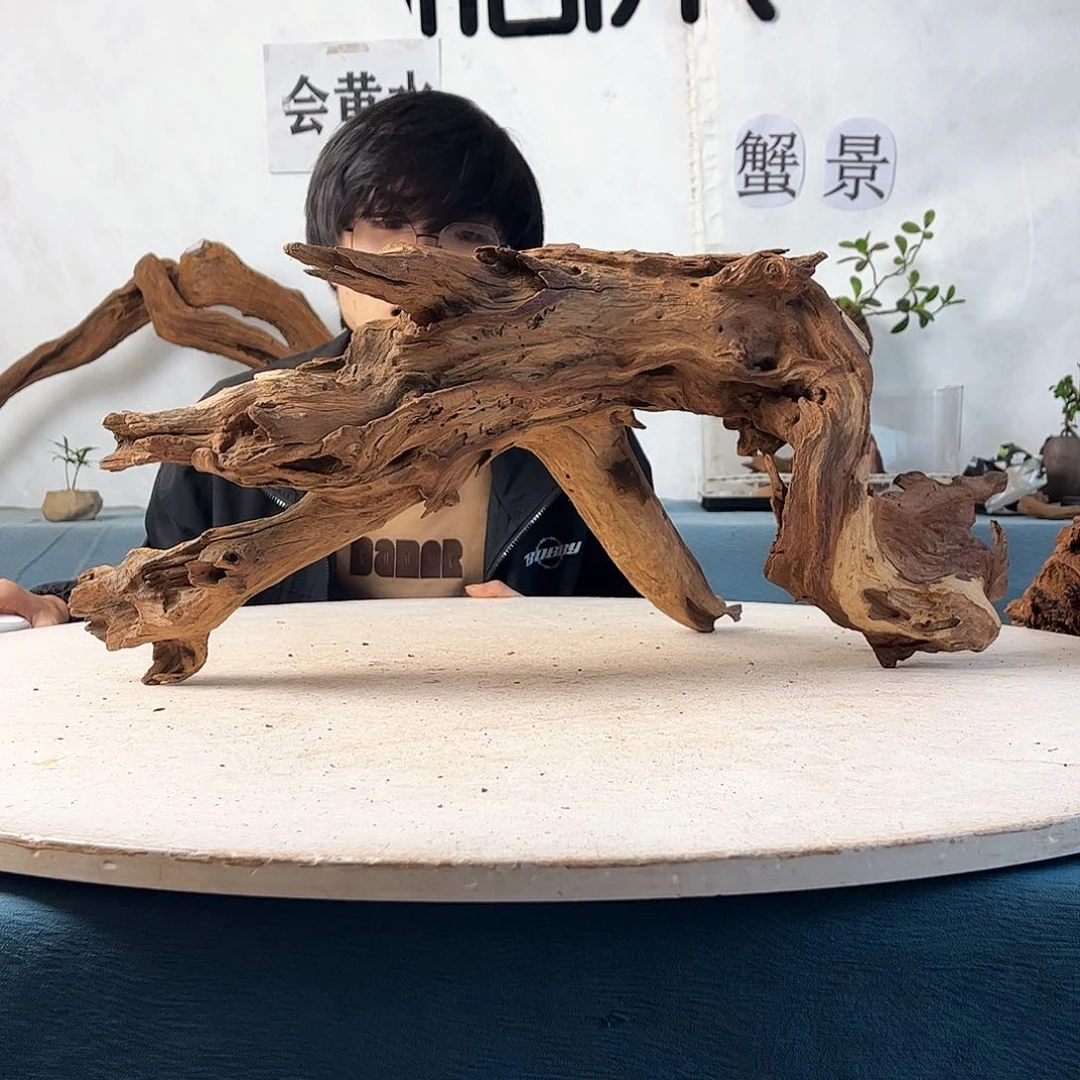 沉木造景爬宠造景
