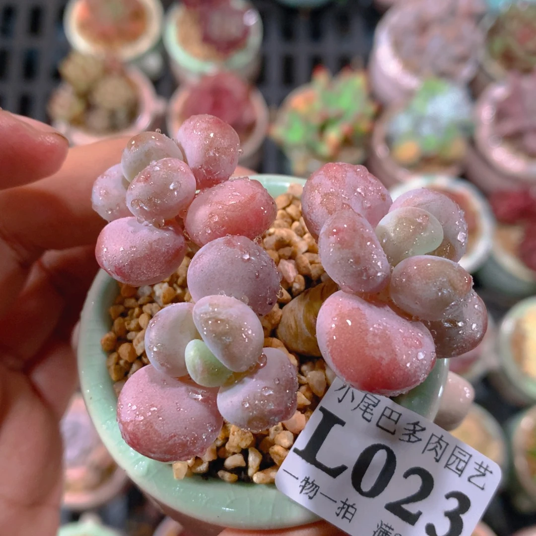 小尾巴5CM迷你拇指盆L023