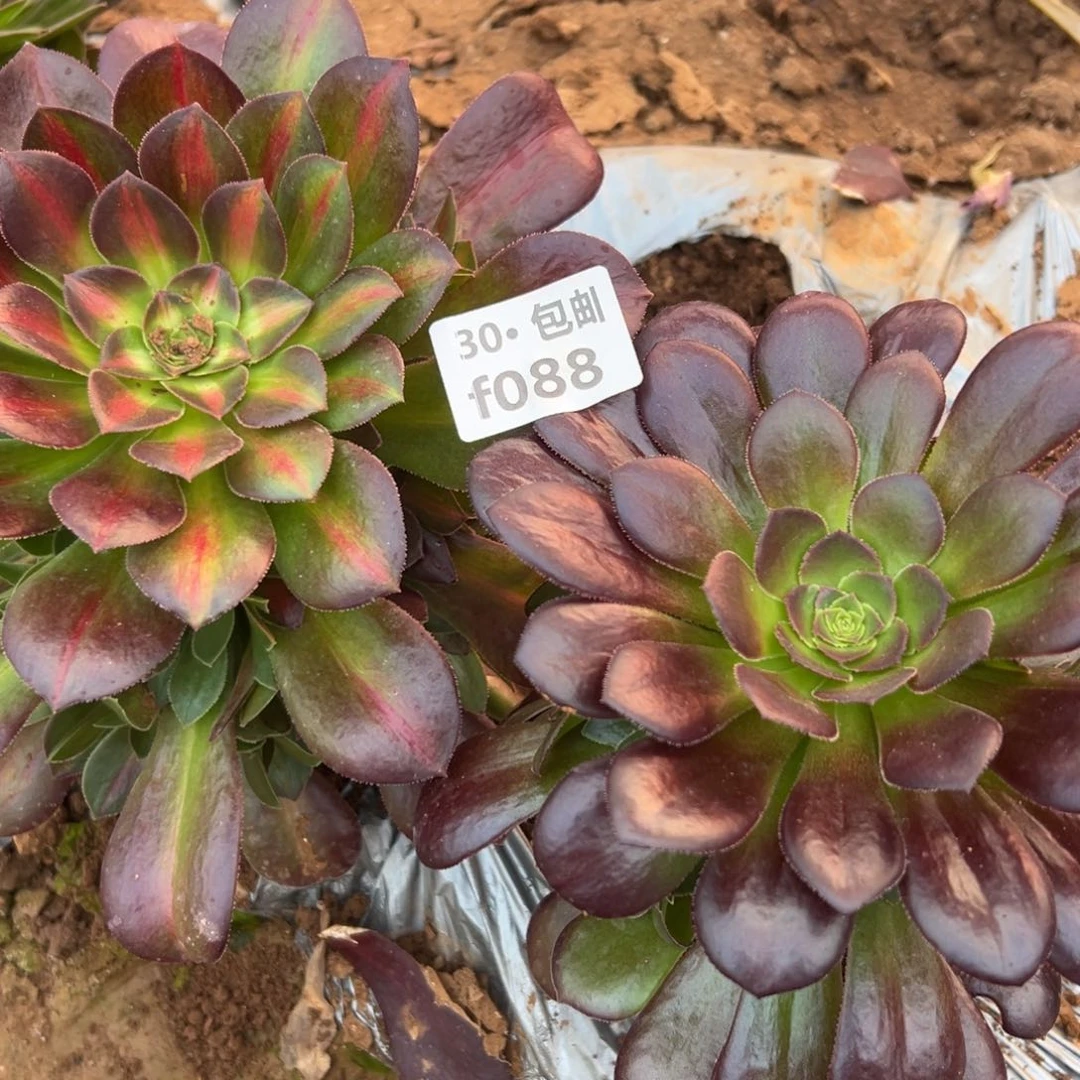 088组合多肉法师