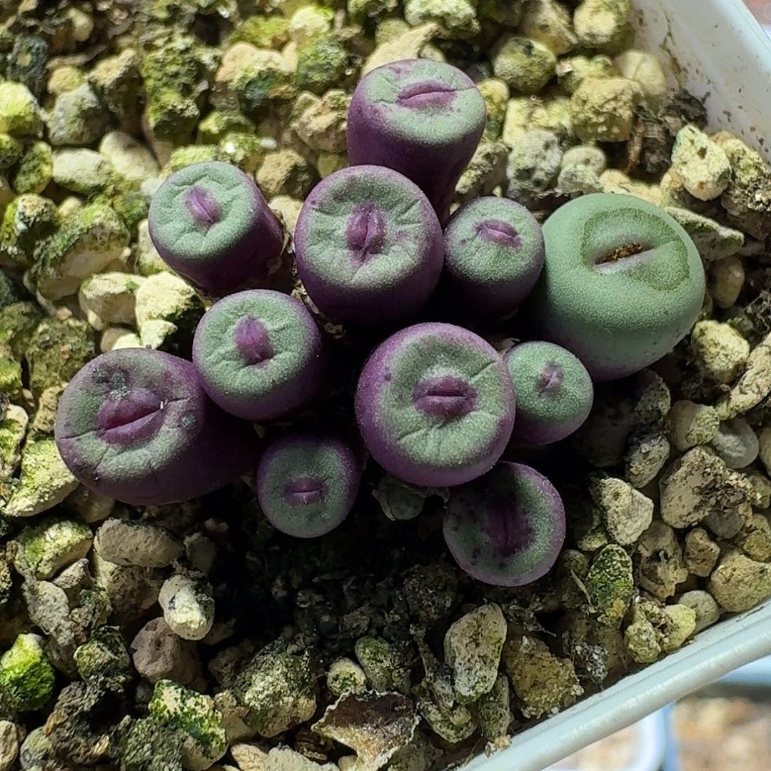 52号产地小红嘴一物一拍0.3-0.7