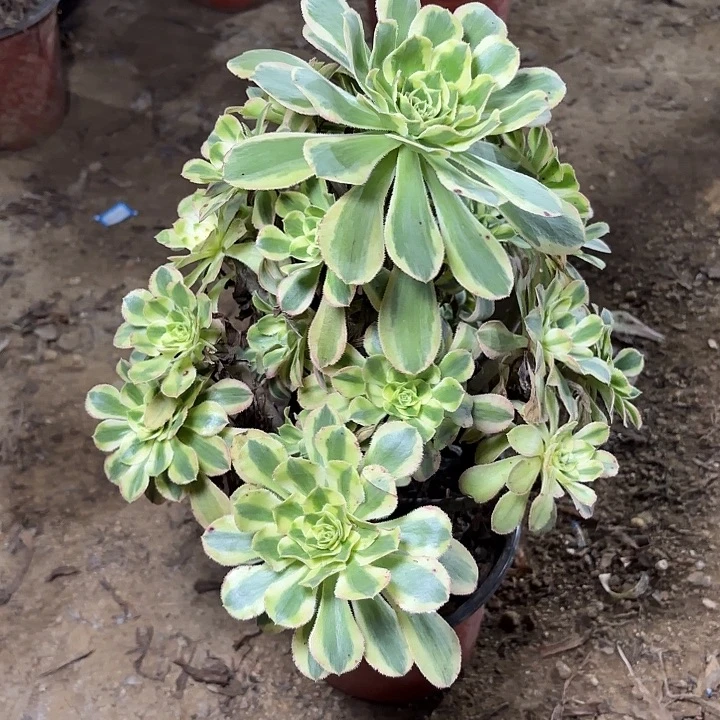 多肉植物保时捷11