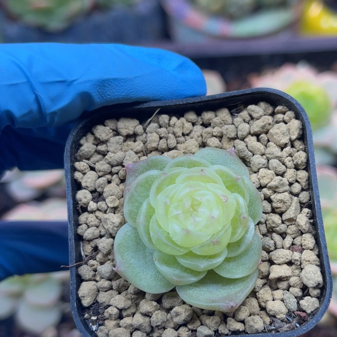 暮暮 专拍 翡翠流心