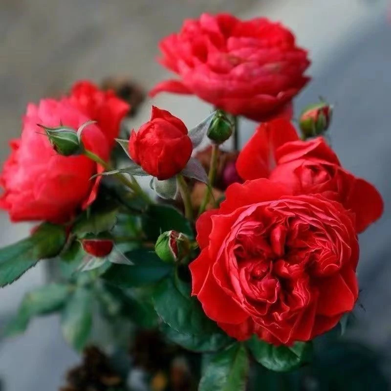 【红果汁】-月季盆栽原盆原土发货-直播花卉四季开花