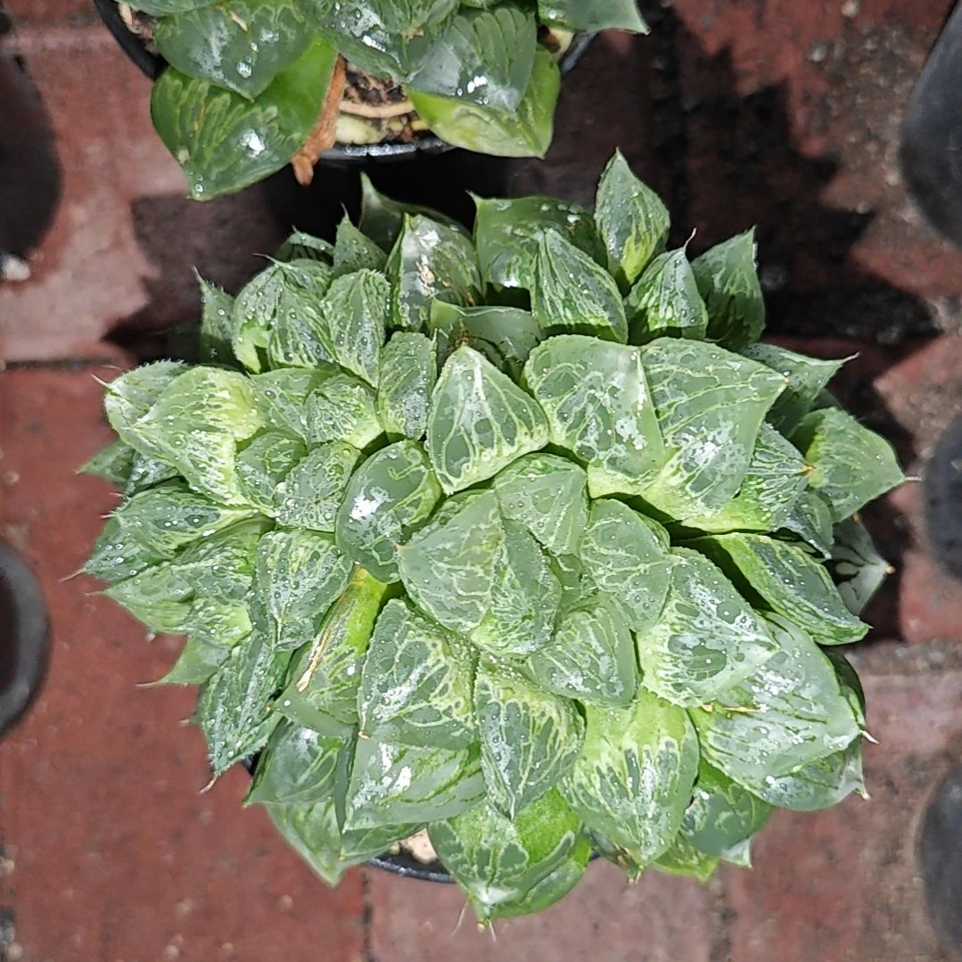 镜寿一颗多肉植物原盆土