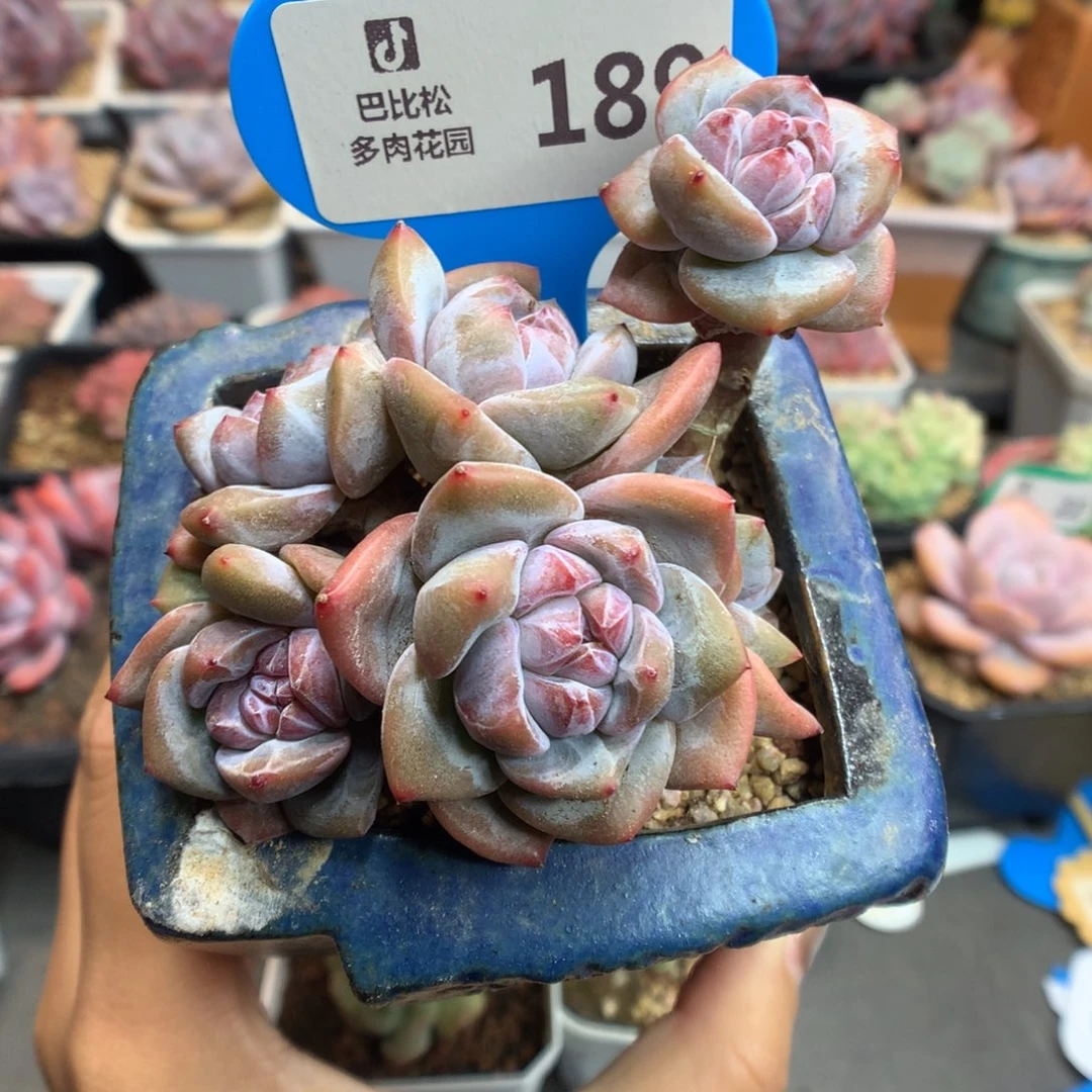 189星影群多肉植物
