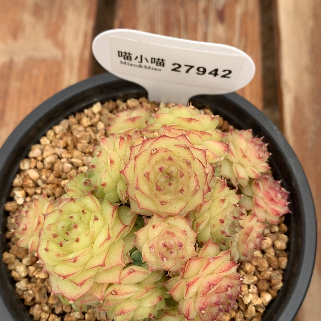 N****恬多肉植物麦秆珍妮