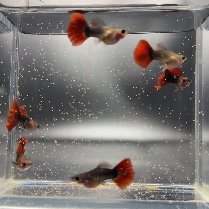 孔雀鱼红礼服玻璃3对