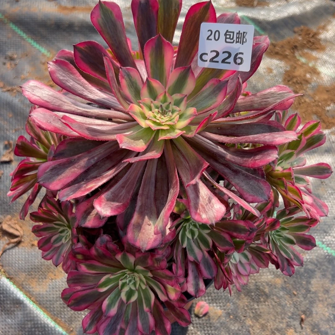 226红铜白，满20包邮