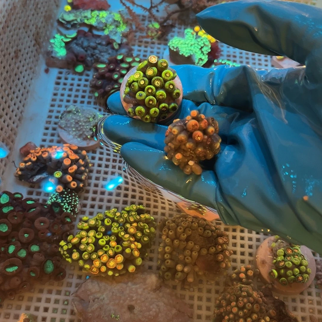 鳌***拜纽扣珊瑚纽扣222222