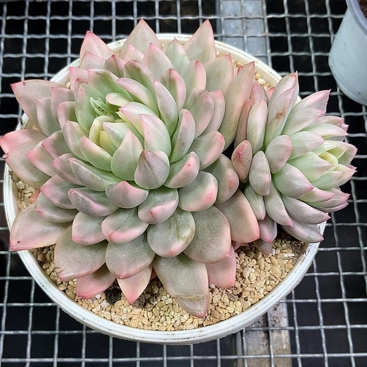 冰心公主锦多肉植物