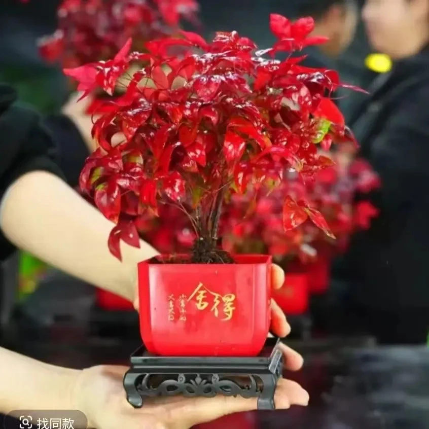火焰南天竹盆栽冬季耐寒越冷越红室内外四季好养年宵绿F