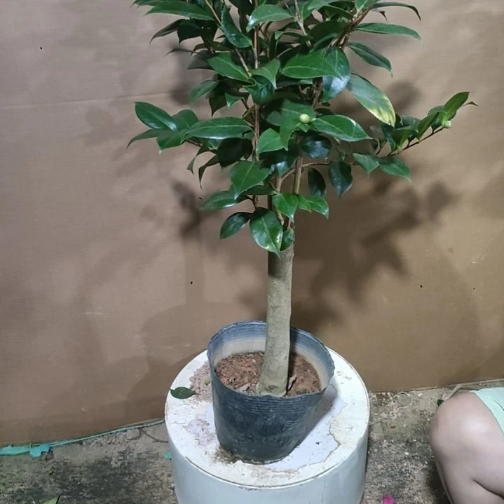 09三品，原盆原土发货，不包邮