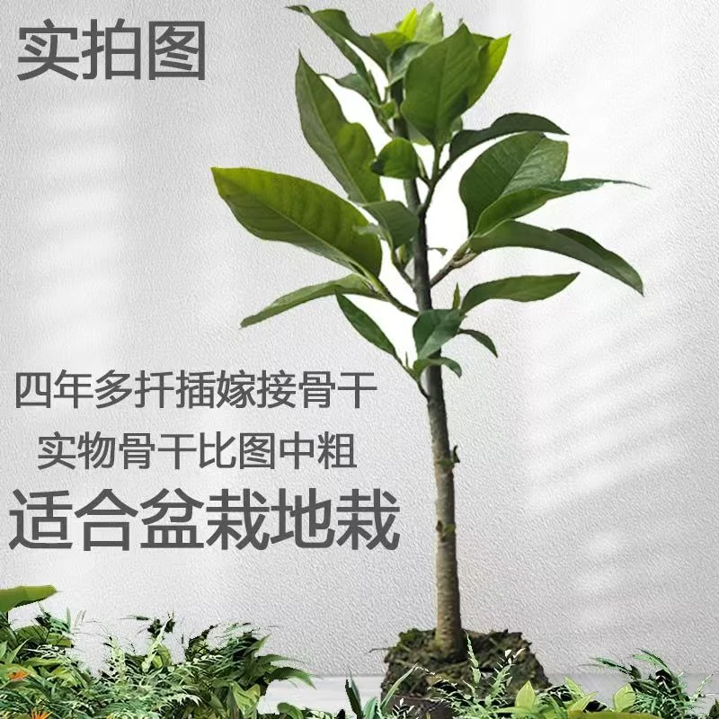 白兰花盆栽白兰黄兰树苗四季浓香型黄角兰黄桷兰花花苞庭院正宗