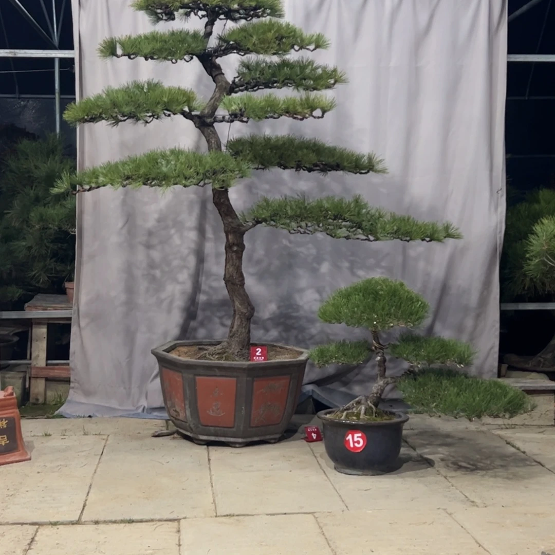 完全开放黑松盆景喜欢的大哥一起聊聊