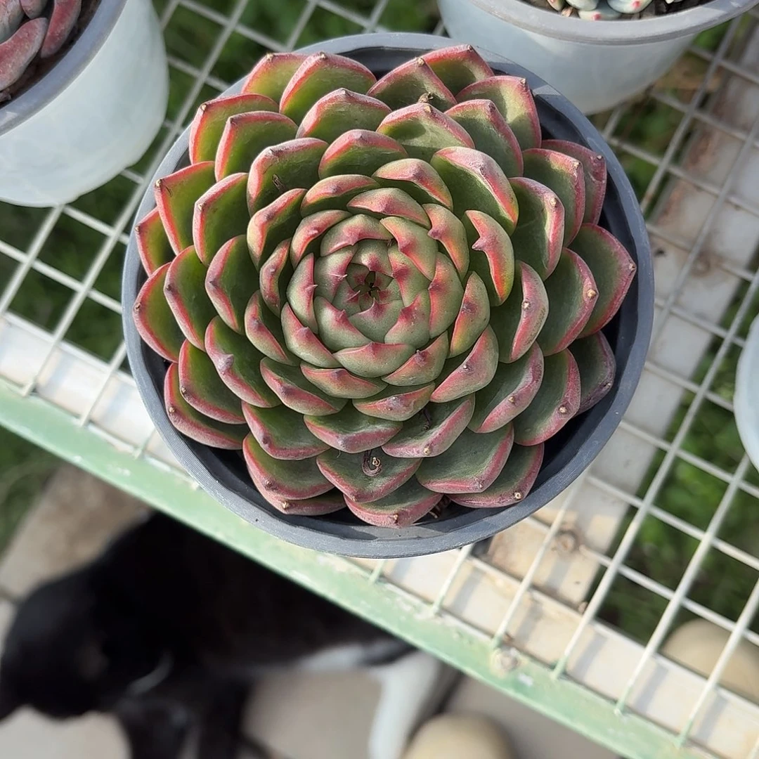 月亮石大单头12㎝盆