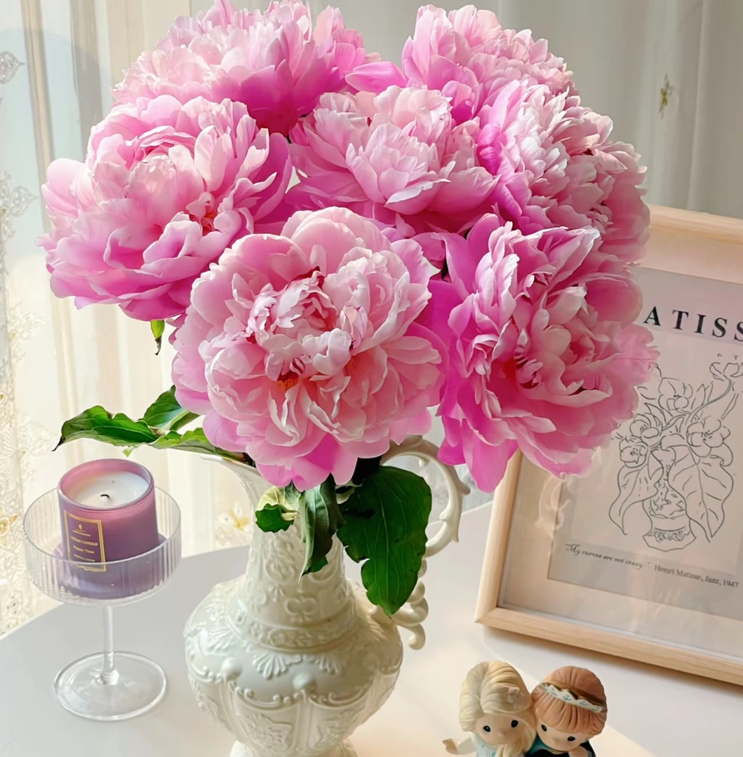 【芍药】高级花材云南鲜花基地直发