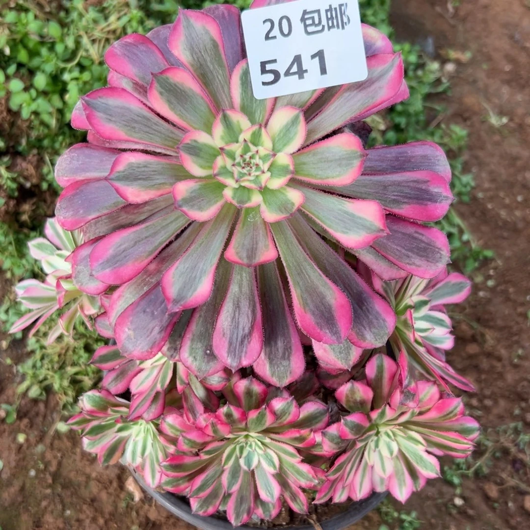 541红铜白，满20包邮嘟叮熊