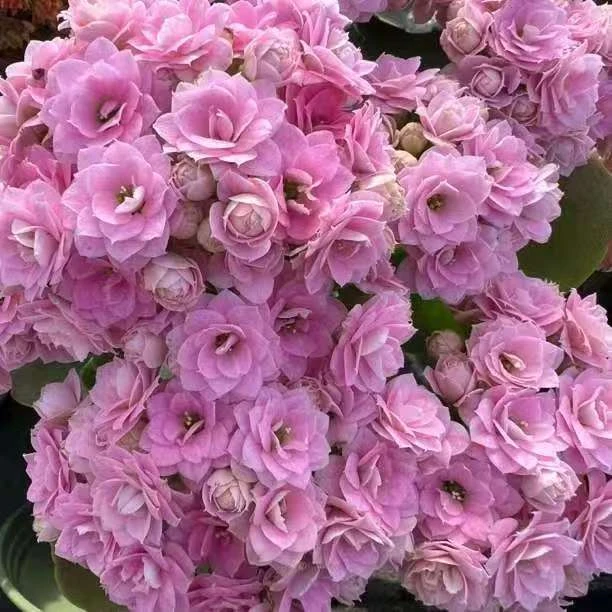 长寿花（朱丽叶）130盆  打顶苗