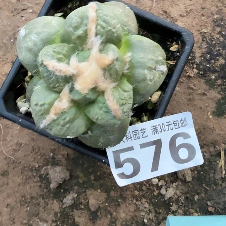 无花朵576中筋龟甲牡丹东三