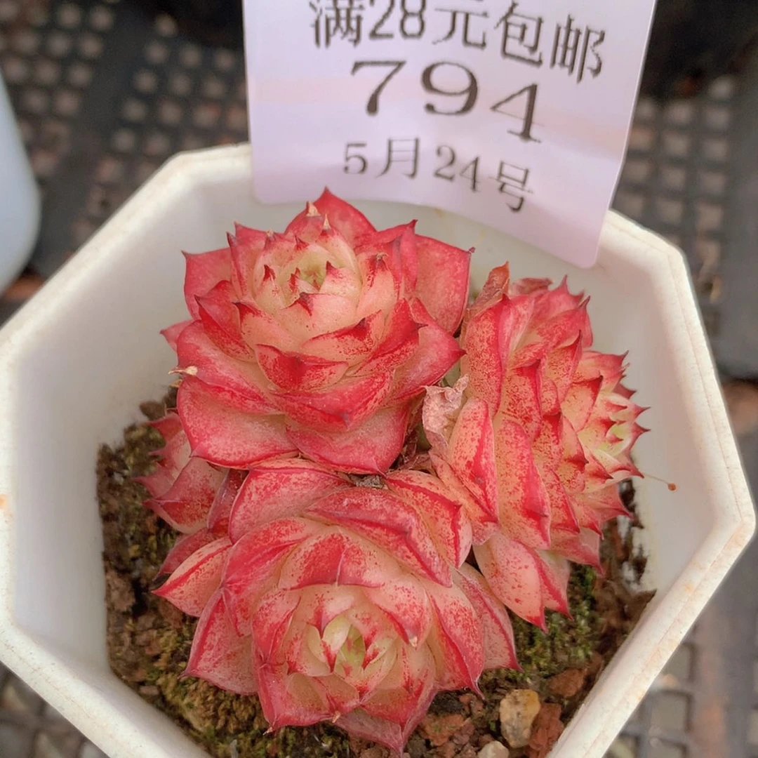 【闪购商品】云794号麦秆