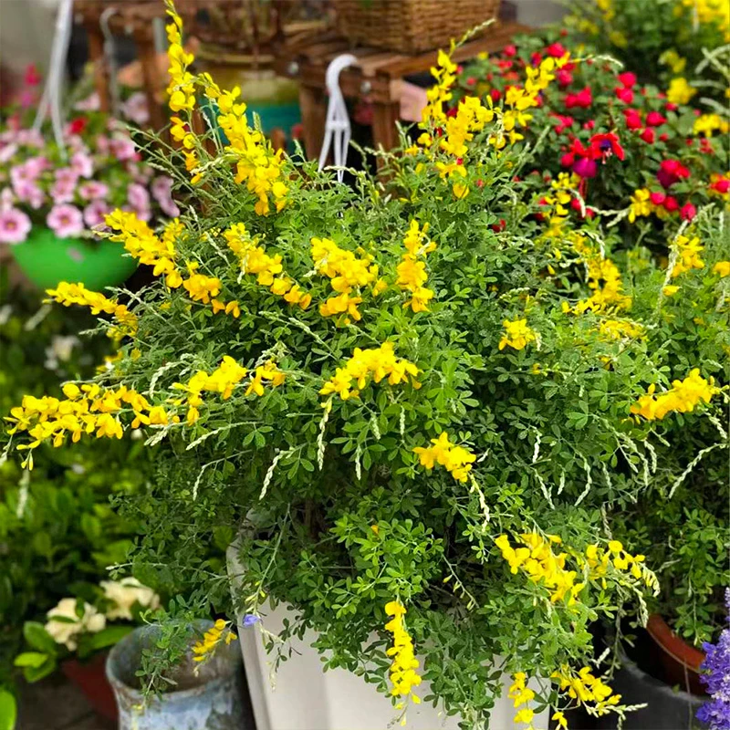 黄金雀盆栽大苗带花苞 阳台庭院多年生 耐寒耐热植物花卉好养易活