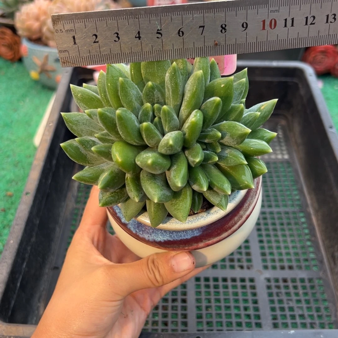 表妹精品多肉植物6248.