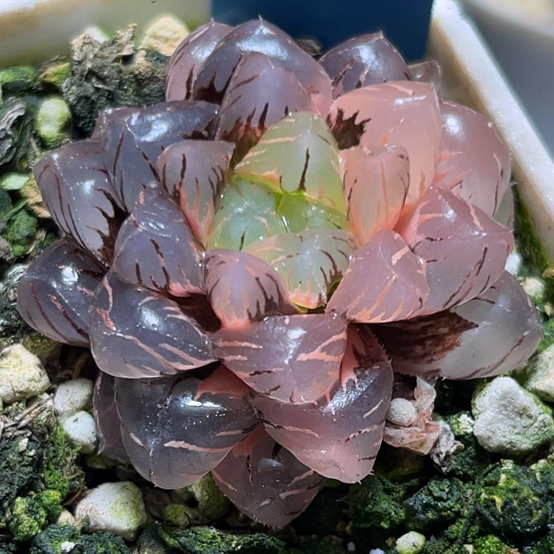 恭喜发财大吉大利755